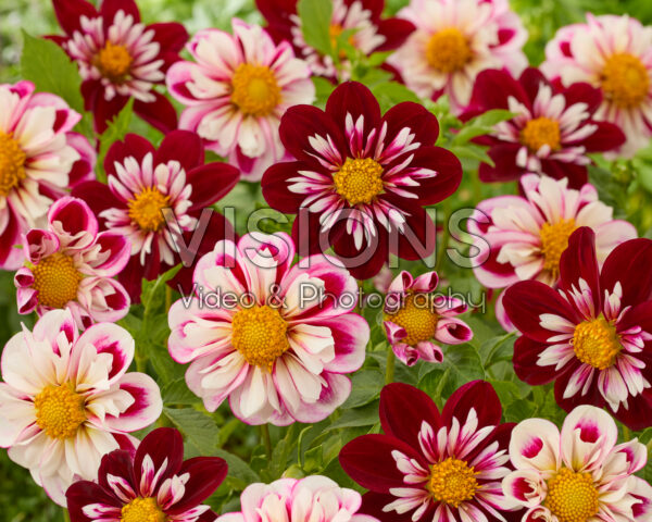 Dahlia Bumble Rumble, Night Butterfly Dahlia Bumble Rumble, Night Butterfly