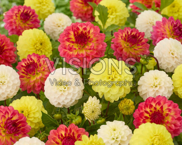 Dahlia mixed Dahlia mixed