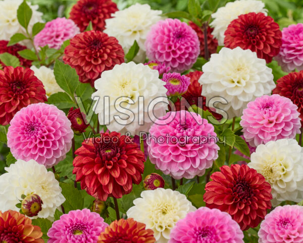 Dahlia gemengd Dahlia gemengd