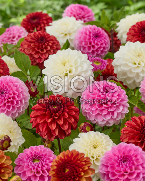Dahlia gemengd Dahlia gemengd