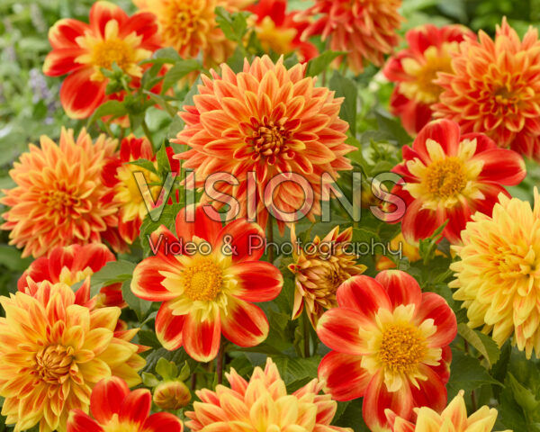 Dahlia Sun Explosion, Pooh Swan-Island