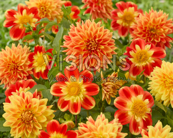 Dahlia Sun Explosion, Pooh Swan-Island