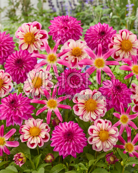 Dahlia gemengd Dahlia gemengd
