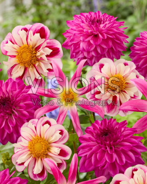 Dahlia mixed