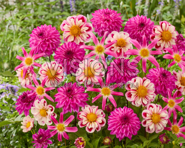 Dahlia gemengd Dahlia gemengd