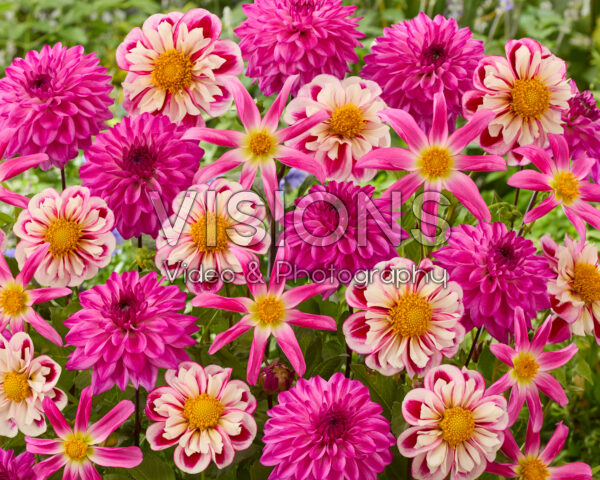 Dahlia gemengd Dahlia gemengd