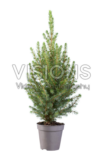 Picea glauca December