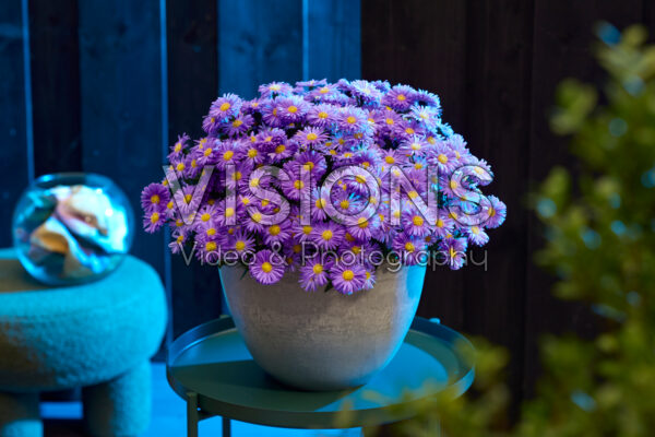 Aster dumosus Alpha® Dark Purple Launch Aster dumosus Alpha® Dark Purple Launch