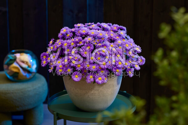 Aster dumosus Alpha® Dark Purple Launch