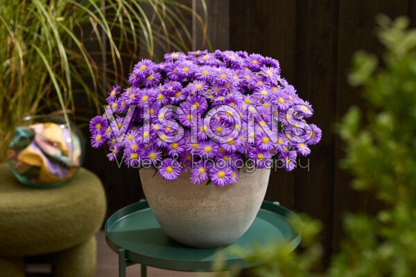 Aster dumosus Alpha® Dark Purple Launch Aster dumosus Alpha® Dark Purple Launch