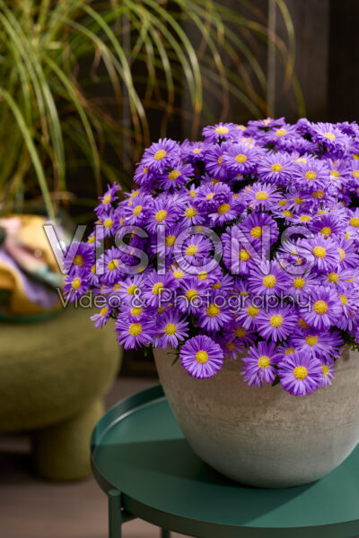 Aster dumosus Alpha® Dark Purple Launch