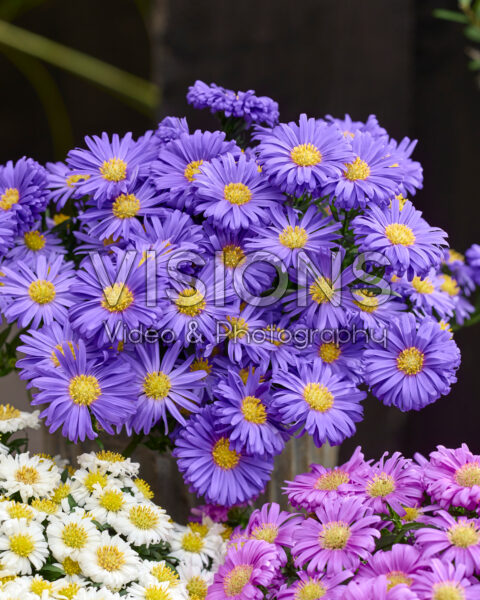 Aster dumosus Alpha® Dark Purple Launch