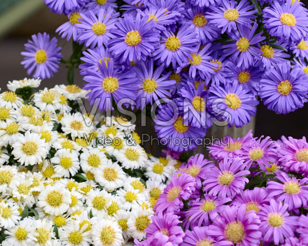 Aster dumosus Alpha® combinatie Aster dumosus Alpha® combinatie