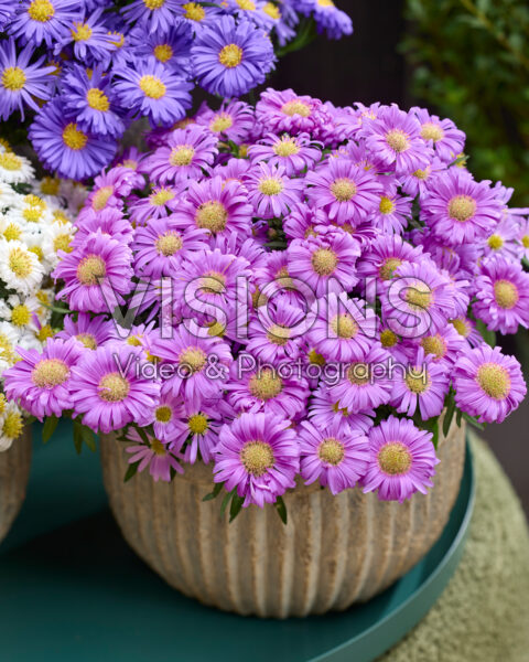 Aster dumosus Alpha® Pink Aster dumosus Alpha® Pink
