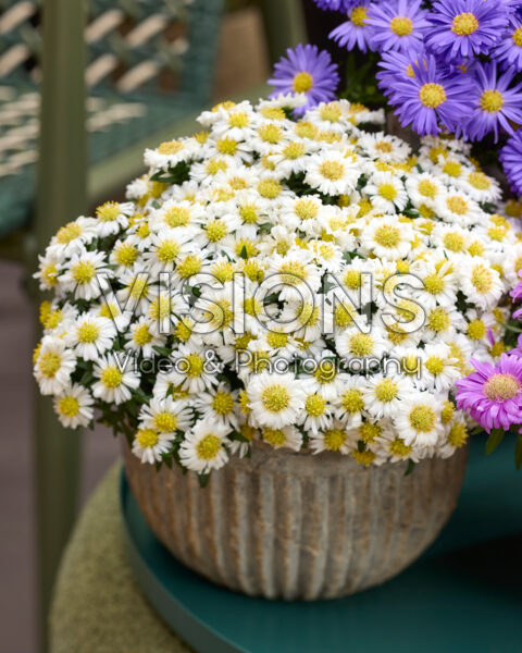 Aster dumosus Alpha® White Aster dumosus Alpha® White