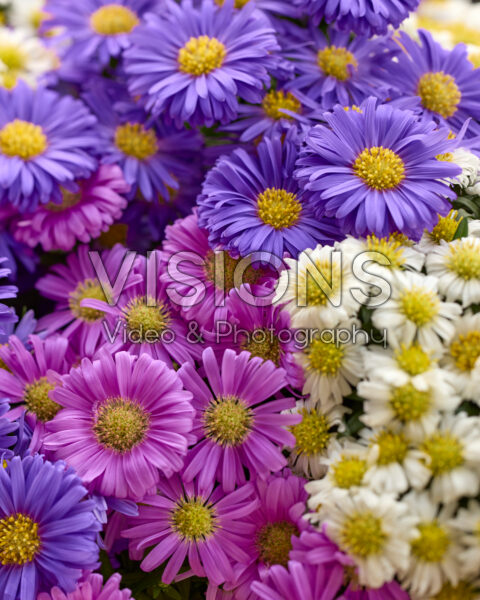 Aster dumosus Alpha® combination Aster dumosus Alpha® combination