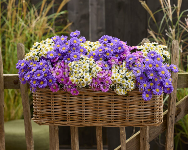 Aster dumosus Alpha® mixed Aster dumosus Alpha® mixed