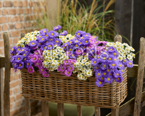 Aster dumosus Alpha® mixed Aster dumosus Alpha® mixed