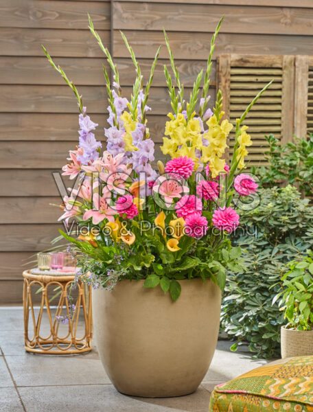Mixed summer flowers in pot Mixed summer flowers in pot