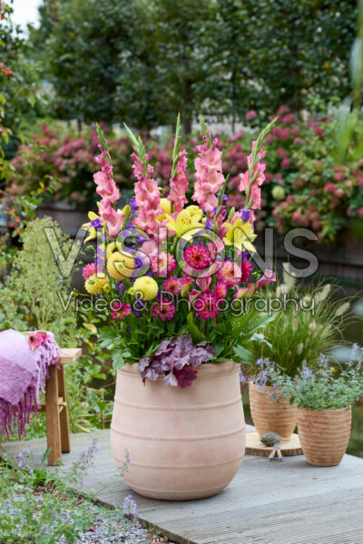 Mixed summer flowers in pot Mixed summer flowers in pot
