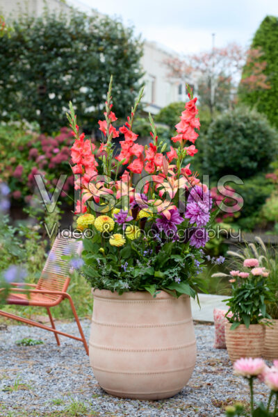Mixed summer flowers in pot Mixed summer flowers in pot