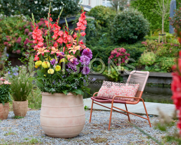 Gemengde zomerbloeiers op pot
