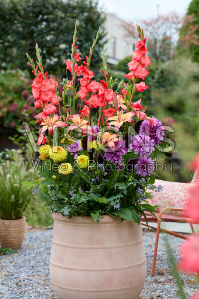 Mixed summer flowers in pot Mixed summer flowers in pot