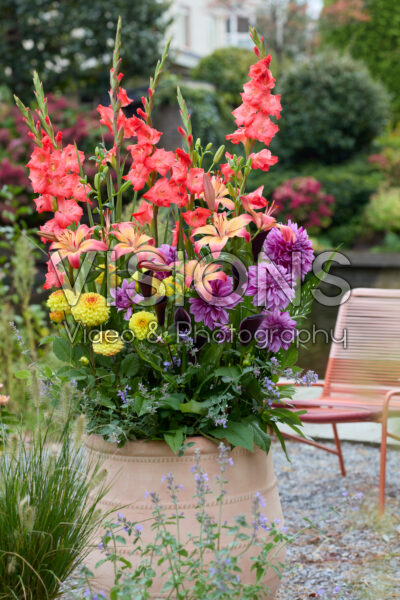 Gemengde zomerbloeiers op pot
Gemengde zomerbloeiers op pot