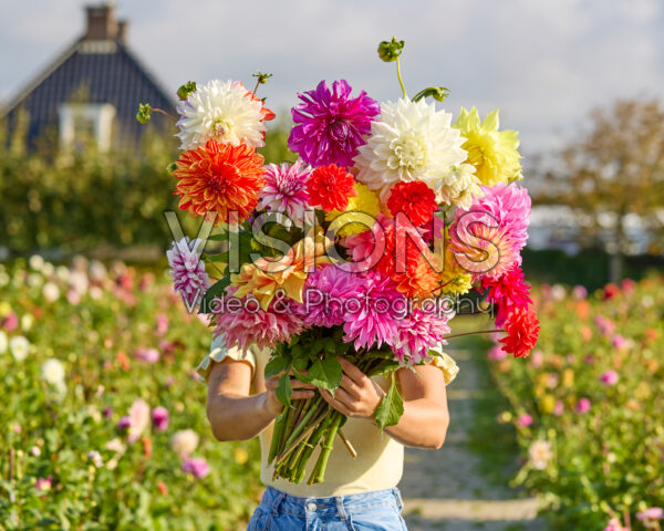 Lady with mixed dahlia bouquet Lady with mixed dahlia bouquet