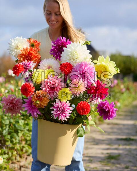 Lady with mixed dahlias Lady with mixed dahlias