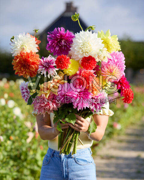Dame met gemengde dahlia's Dame met gemengde dahlia's