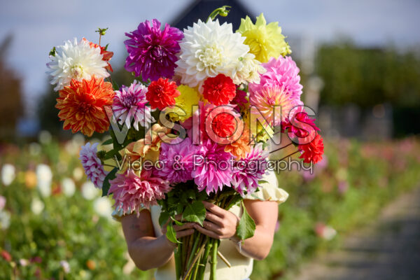 Dame met gemengde dahlia's