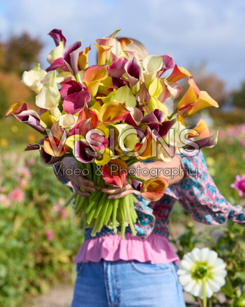 Lady with mixed calla bouquet Lady with mixed calla bouquet