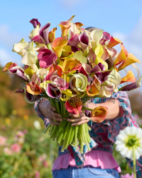 Lady with mixed calla bouquet Lady with mixed calla bouquet