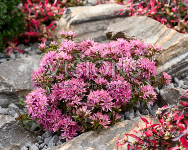 Sedum spurium Spot On Deep Rose