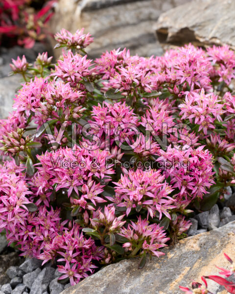 Sedum spurium Spot On Deep Rose