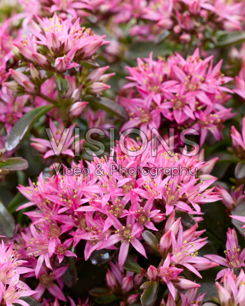 Sedum spurium Spot On Deep Rose Sedum spurium Spot On Deep Rose
