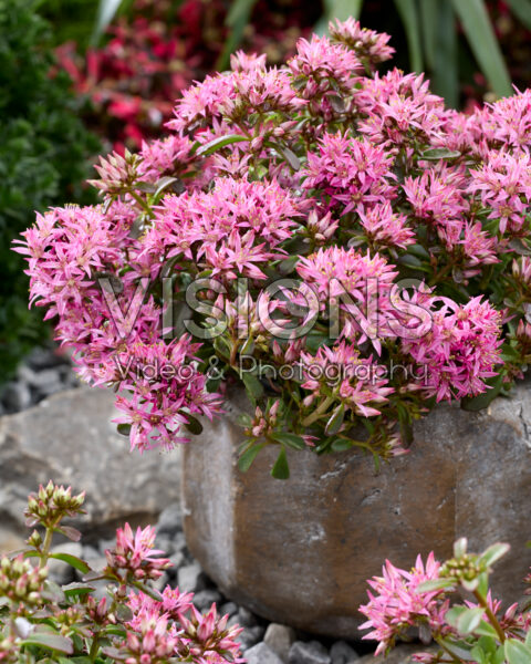 Sedum spurium Spot On Deep Rose Sedum spurium Spot On Deep Rose