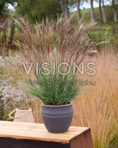 Miscanthus LL 2025 Miscanthus LL 2025