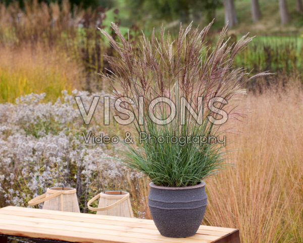 Miscanthus LL 2025 Miscanthus LL 2025