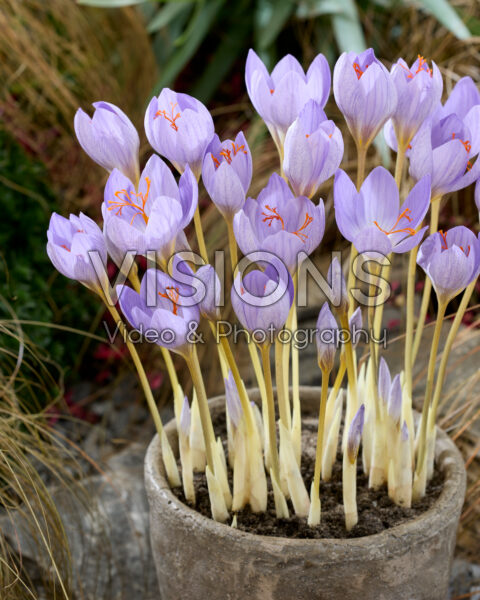 Crocus speciosus subsp. speciosus