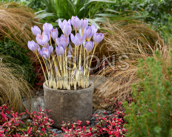 Crocus speciosus subsp. speciosus Crocus speciosus subsp. speciosus