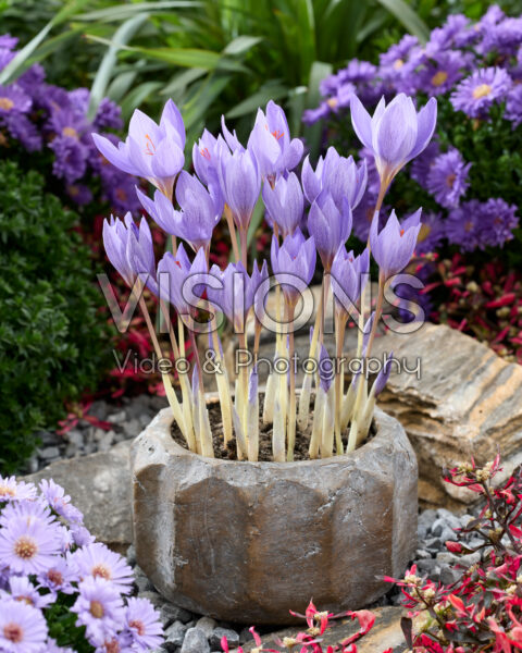 Crocus speciosus Semedo Crocus speciosus Semedo