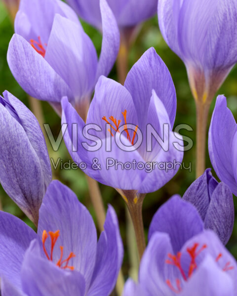 Crocus speciosus Semedo Crocus speciosus Semedo