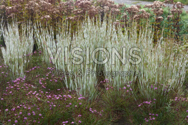 Schizachyrium scoparium Ha Ha Tonka