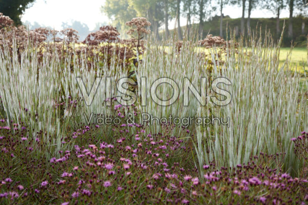 Schizachyrium scoparium Ha Ha Tonka