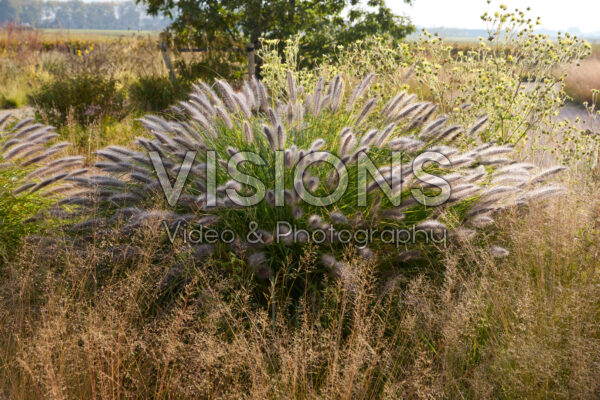Pennisetum alopecuroides