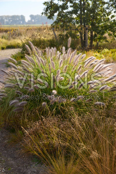 Pennisetum alopecuroides