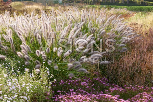 Pennisetum alopecuroides Pennisetum alopecuroides