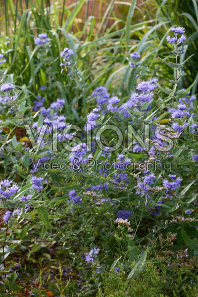 Caryopteris x clandonensis Heavenly Blue Caryopteris x clandonensis Heavenly Blue